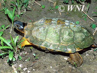 Wood Turtle (Glyptemys insculpta)